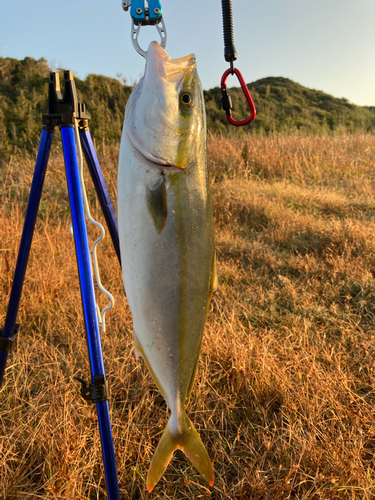 イナダの釣果