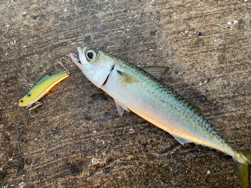 サバの釣果