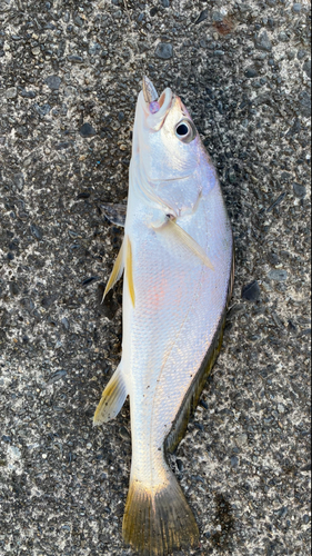 タチウオの釣果