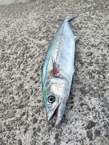 サゴシの釣果