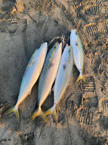 ワラサの釣果