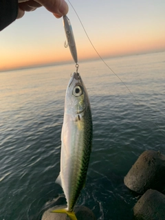 マサバの釣果