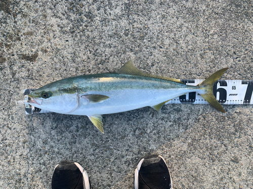 メジロの釣果