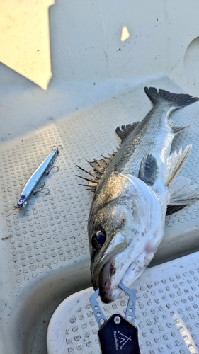 シーバスの釣果