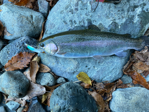 ニジマスの釣果