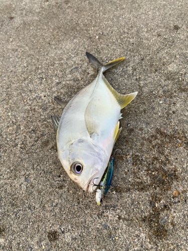 メッキの釣果