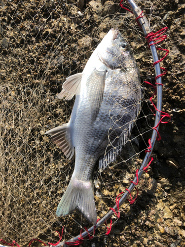 チヌの釣果