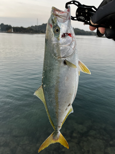 ヤズの釣果