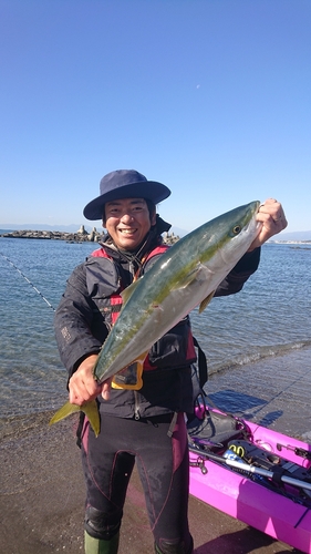 ワラサの釣果