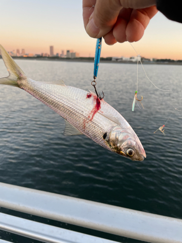 コノシロの釣果