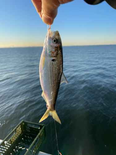 コノシロの釣果