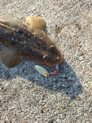 マゴチの釣果