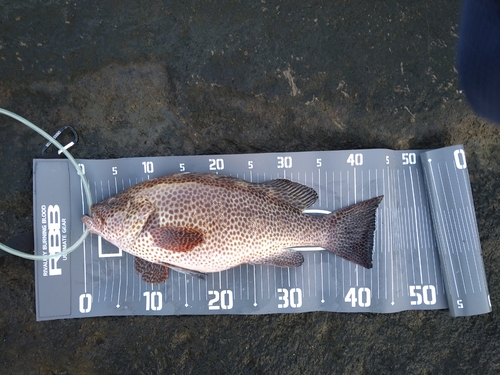 オオモンハタの釣果