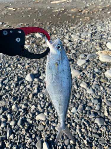 イケカツオの釣果