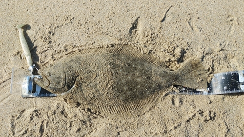 ヒラメの釣果