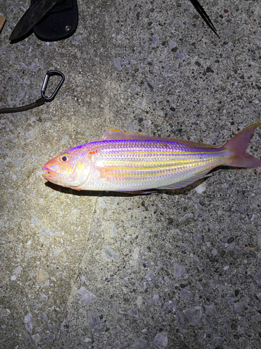 イトヨリダイの釣果