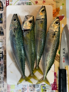 サバの釣果