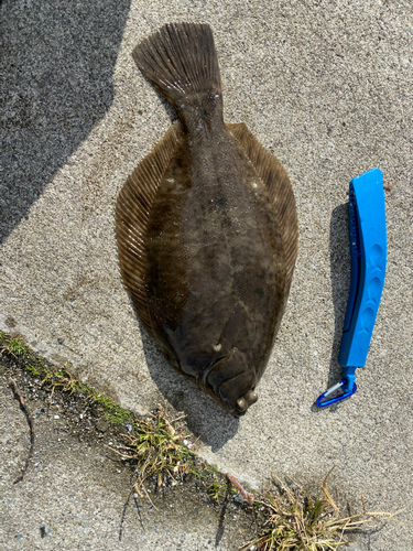 カレイの釣果