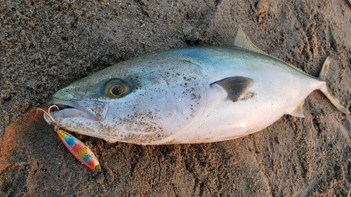 ワラサの釣果