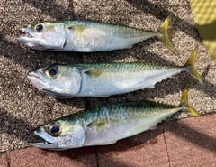 サバの釣果