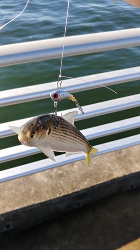 コノシロの釣果