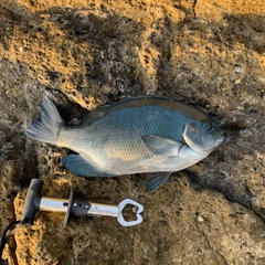 クチブトグレの釣果