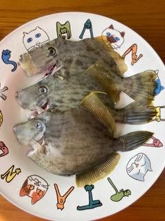 カワハギの釣果