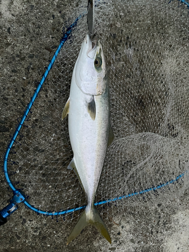 ハマチの釣果