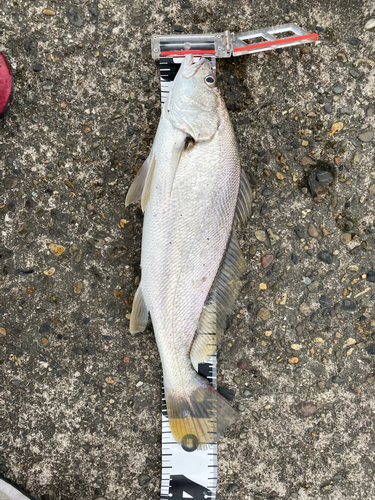 シログチの釣果