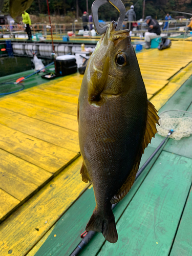 イサキの釣果