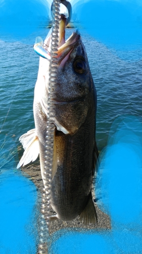 スズキの釣果