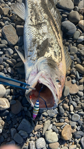 オオニベの釣果