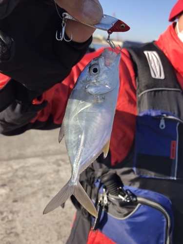 メッキの釣果