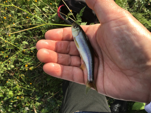 カワムツの釣果