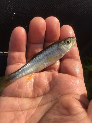 カワムツの釣果