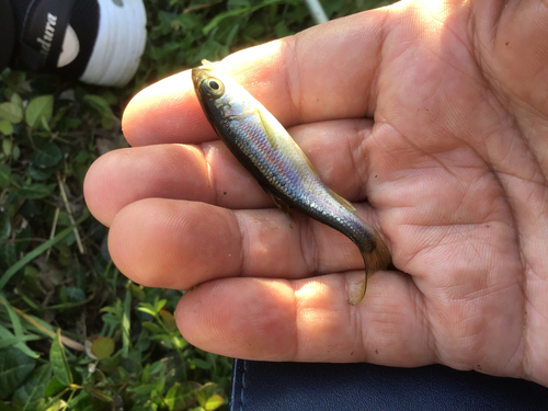 カワムツの釣果