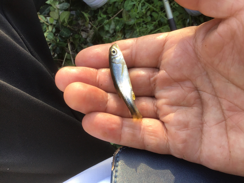 カワムツの釣果