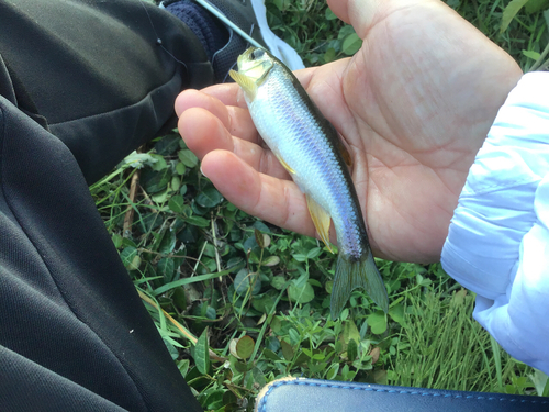 カワムツの釣果