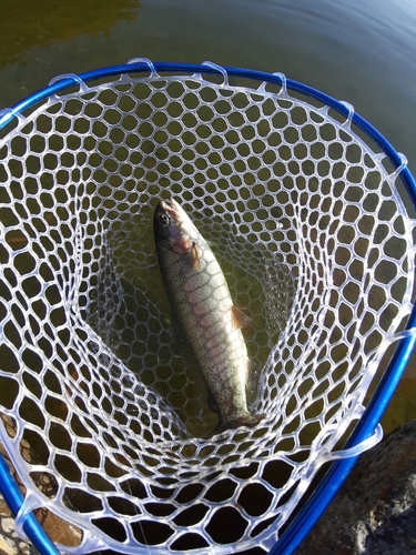 ニジマスの釣果