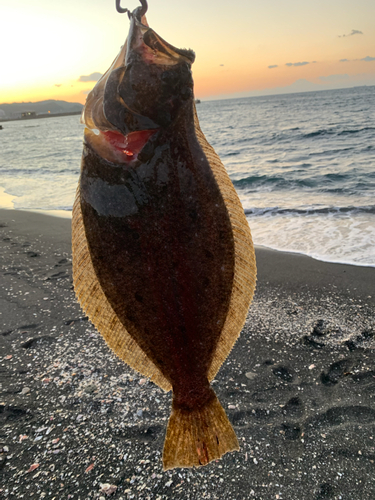 ヒラメの釣果