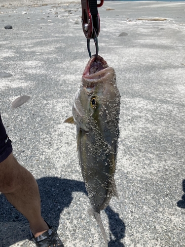 カンパチの釣果