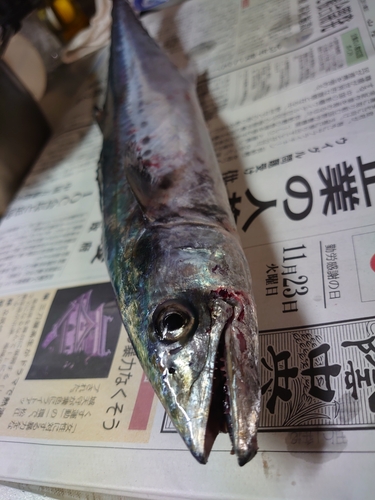 サゴシの釣果