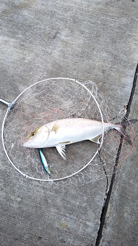 カンパチの釣果