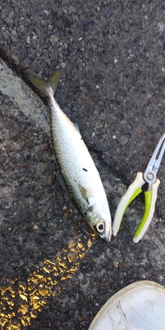 サバの釣果