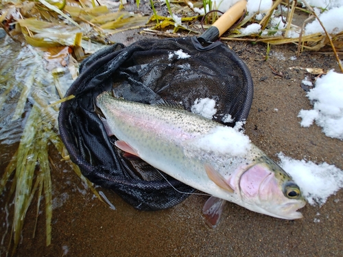 ニジマスの釣果