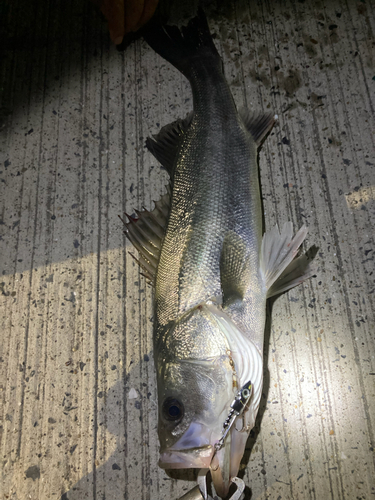 フッコ（マルスズキ）の釣果