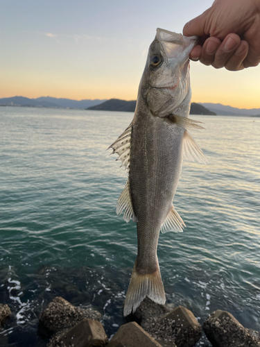 フッコ（マルスズキ）の釣果