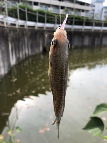 ブルーギルの釣果