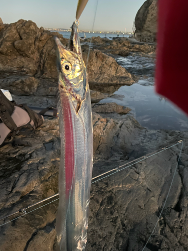 タチウオの釣果