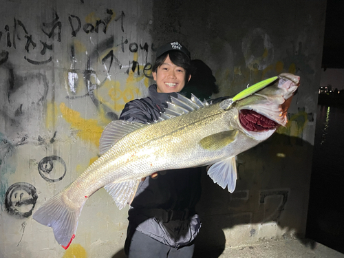 シーバスの釣果